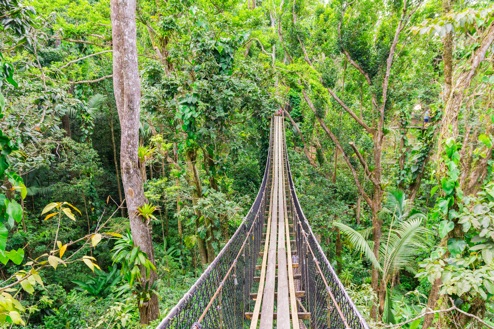 A rope-and-plank canopy walkway suspended high above the rainforest at Kakum National Park